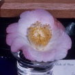 Oranda Gasa (2)